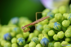 紫陽花