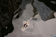 目黒雅叙園
