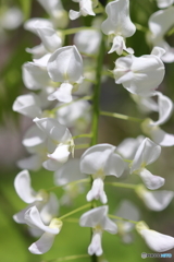街の花