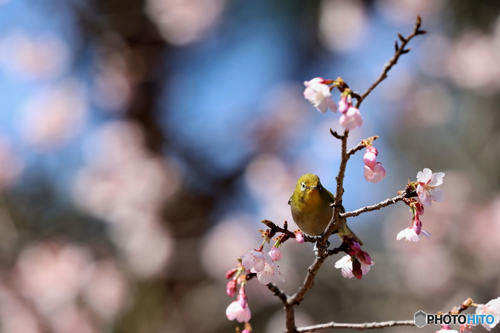 園の花