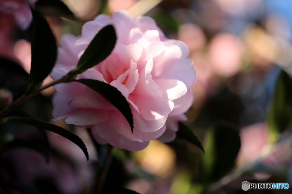街の花