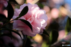 街の花