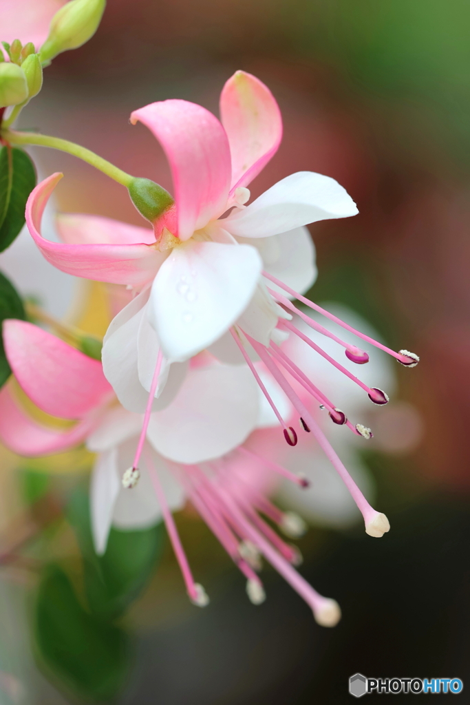 街の花