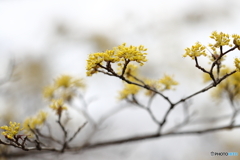 郷土の森