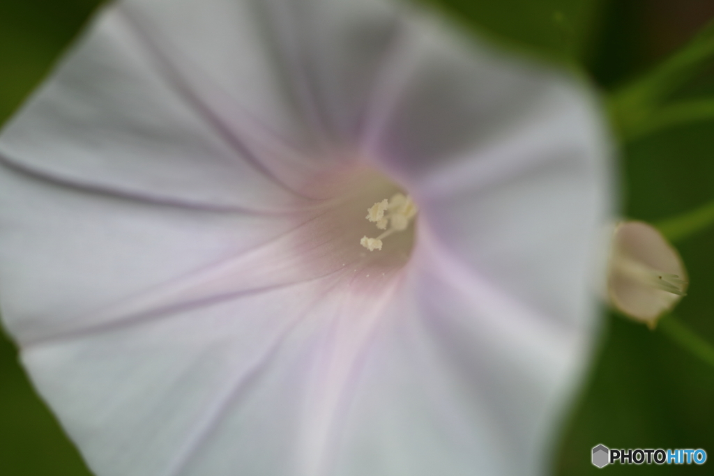 街の花