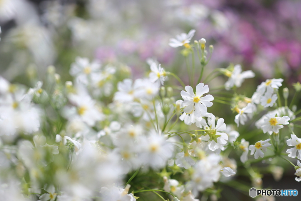街の花