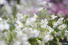 街の花