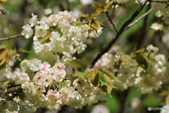 街の花