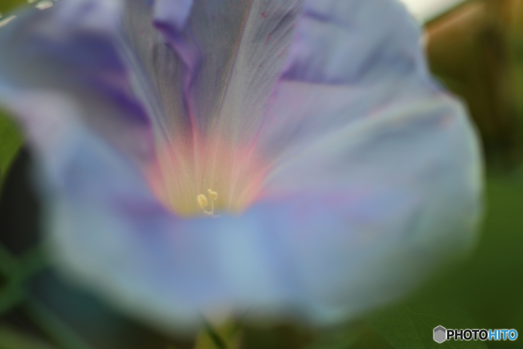 街の花