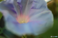 街の花
