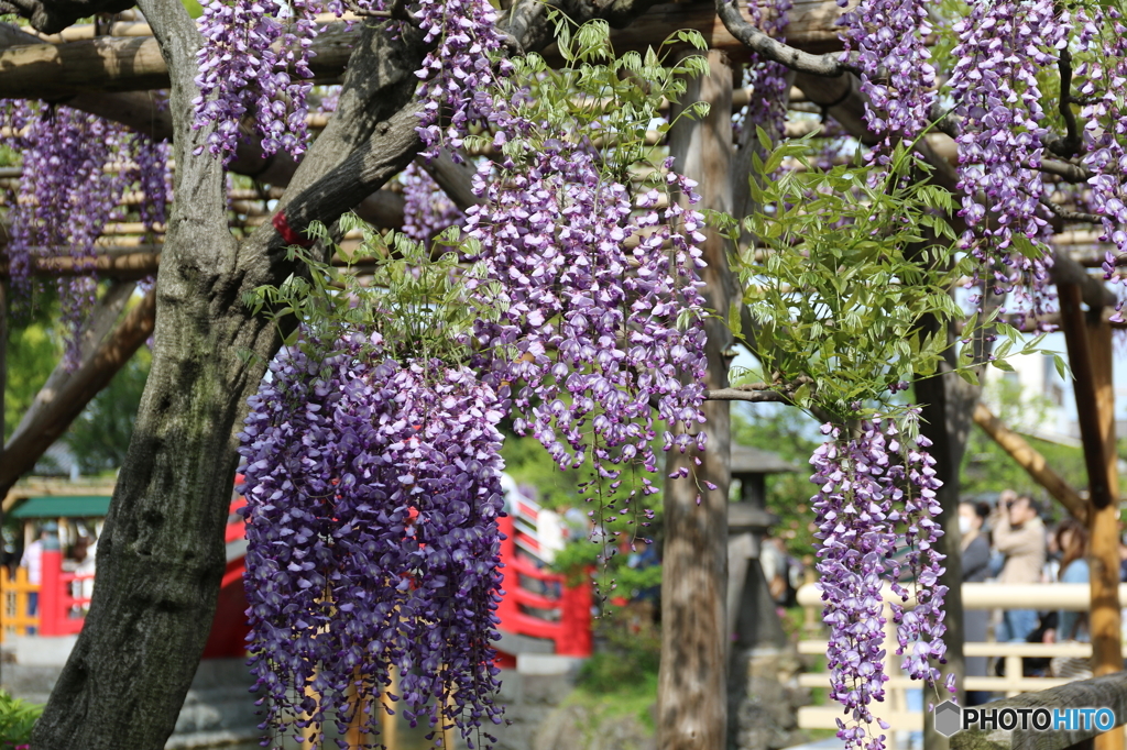 藤の花