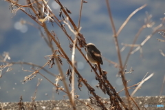 野鳥