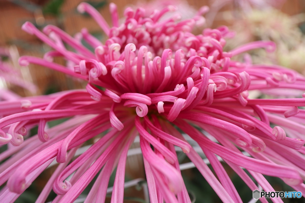 街の花