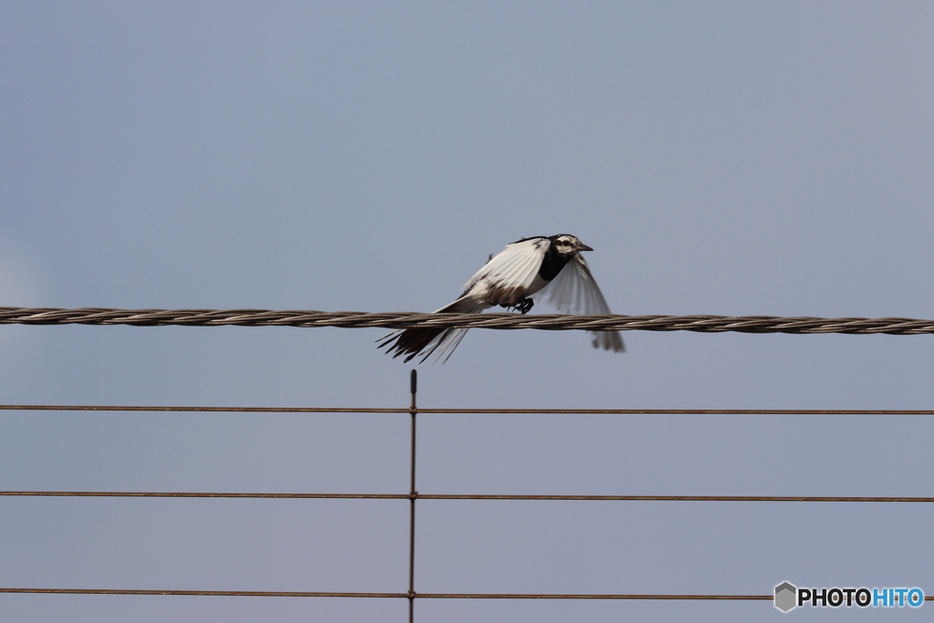 野鳥