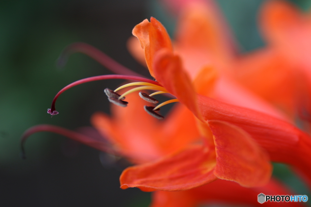 街の花