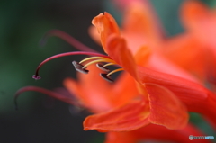 街の花