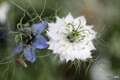 街の花