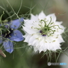 街の花
