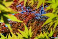 昭和記念公園