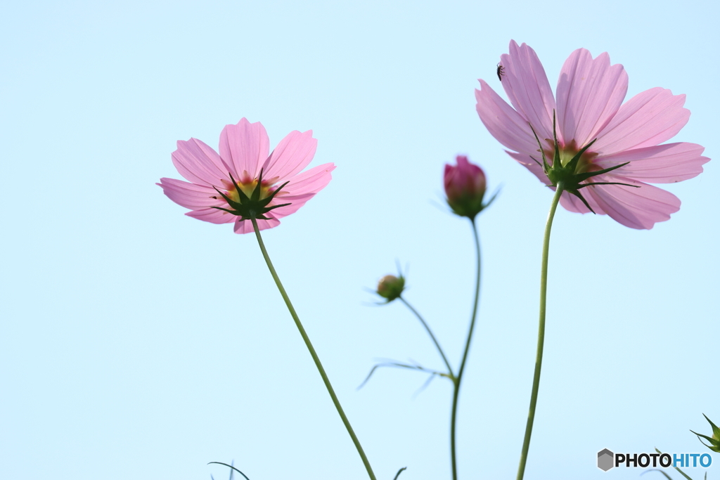 秋桜
