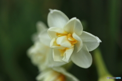 街の花
