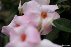 街の花
