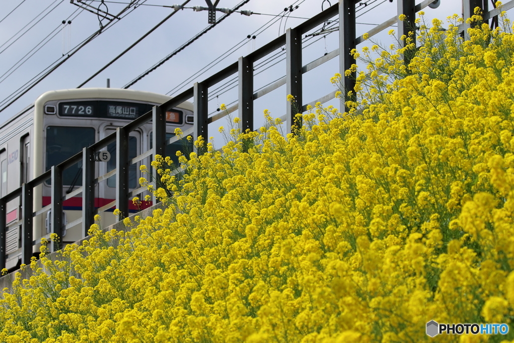 街の花