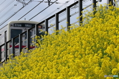 街の花