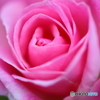 街の花