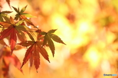 燃える秋