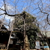 街の花