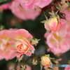 街の花