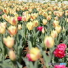 園の花