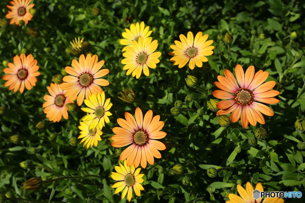 街の花