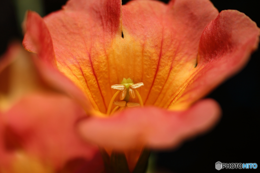 街の花