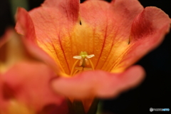 街の花