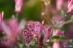 街の花