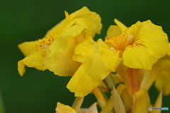 街の花