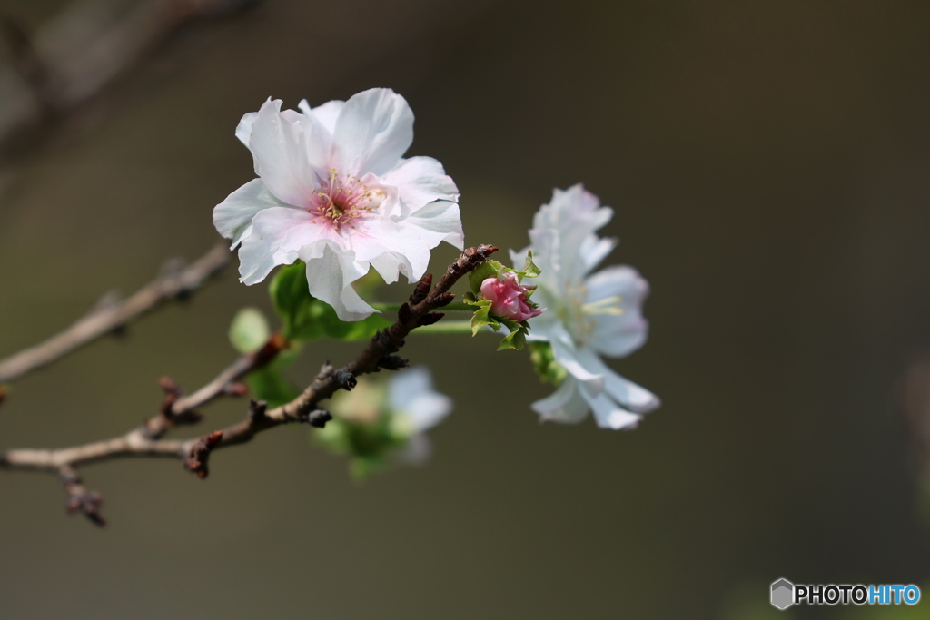 園の花