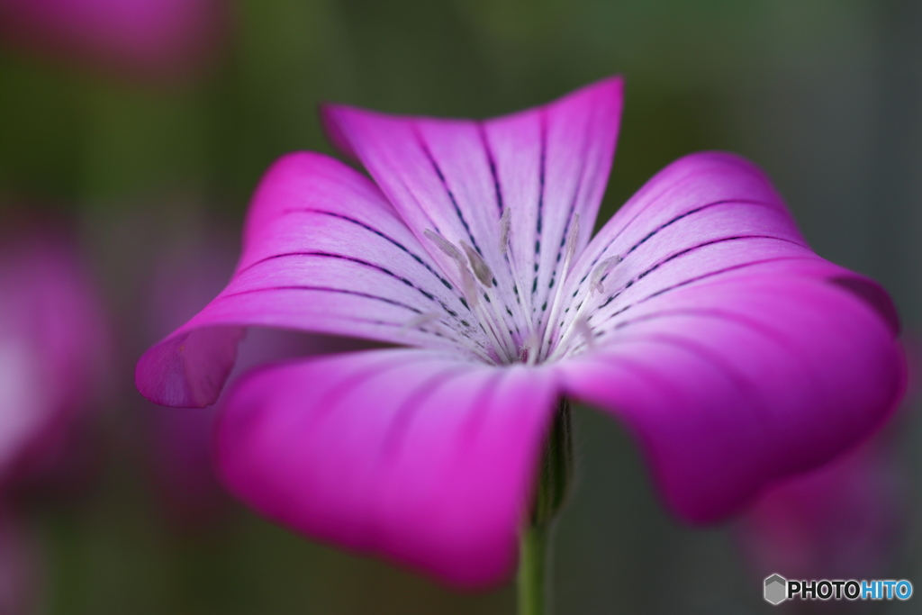 街の花
