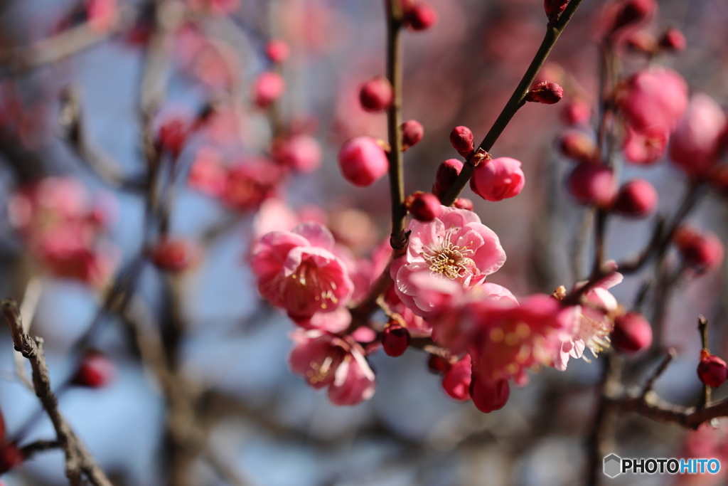 園の花