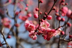 園の花