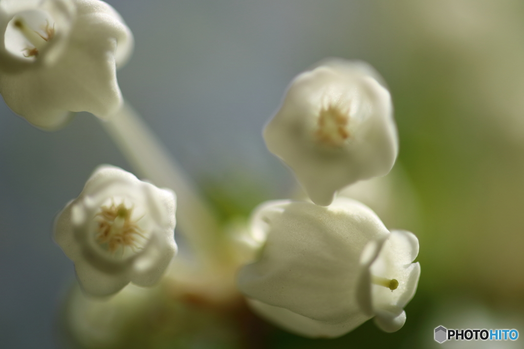 街の花