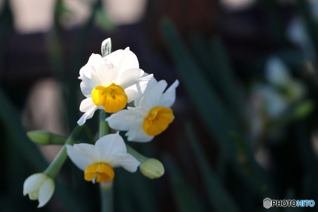 街の花
