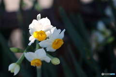 街の花