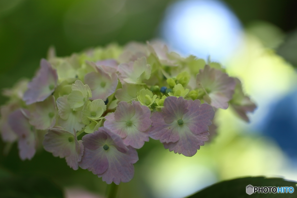 街の花