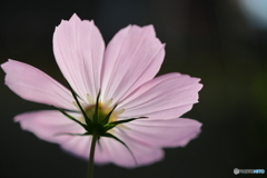 街の花