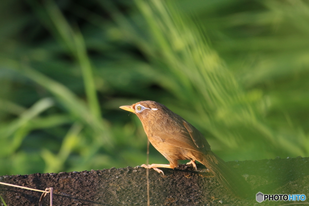 野鳥