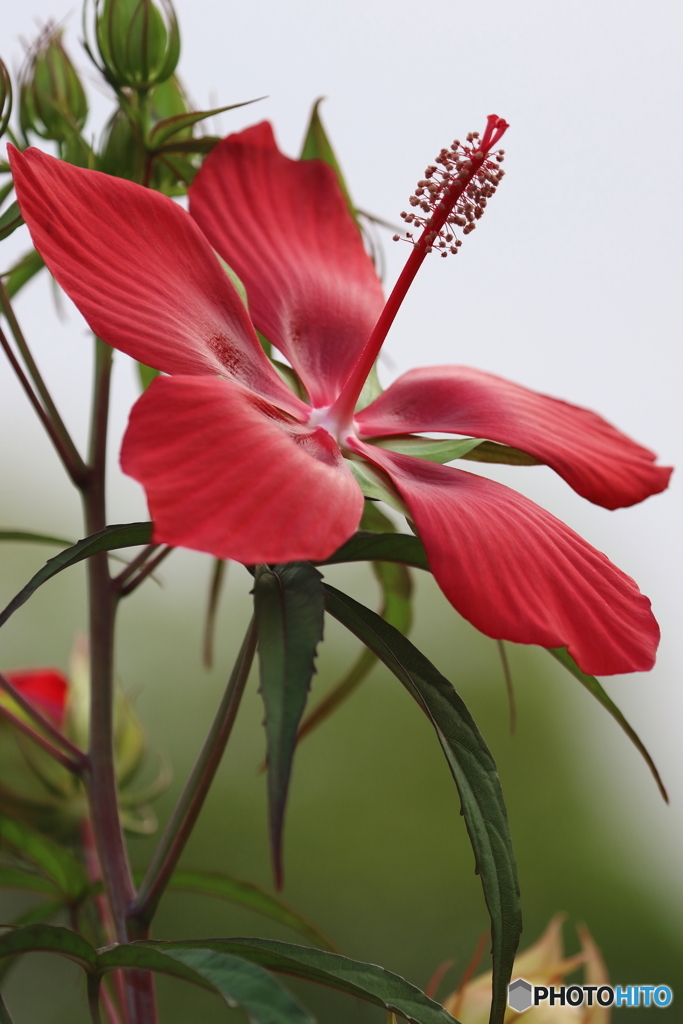 街の花