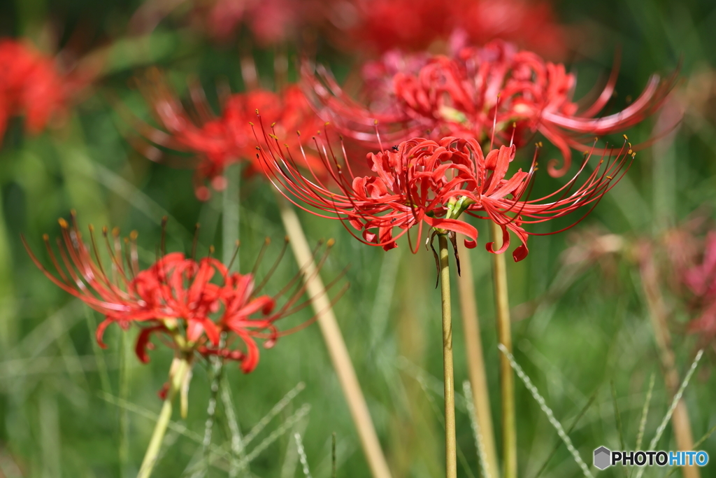園の花